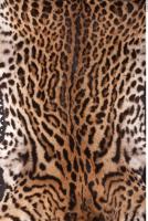 tiger fur 0002